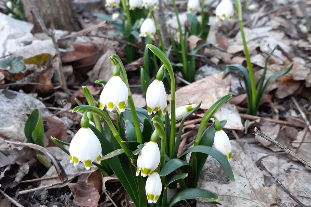 M�rzenbecherwald bei Algersdorf